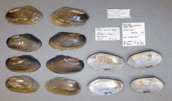 image of lot USNM_786244