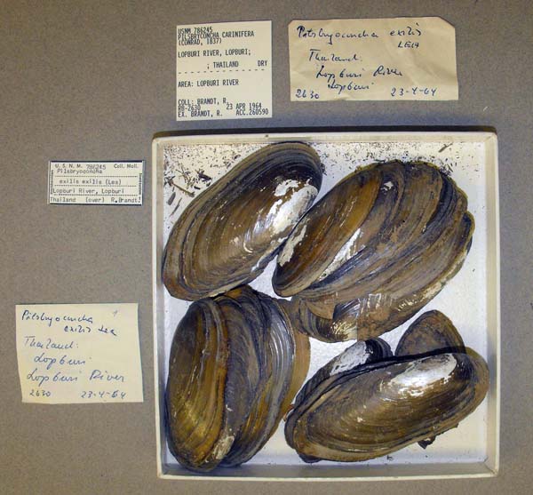 image of lot USNM_786245