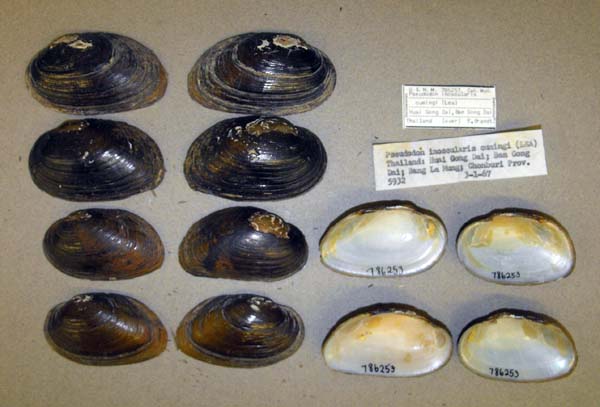 image of lot USNM_786253