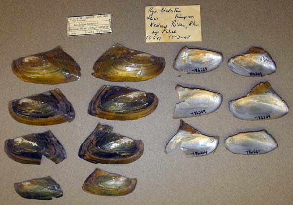 image of lot USNM_786264