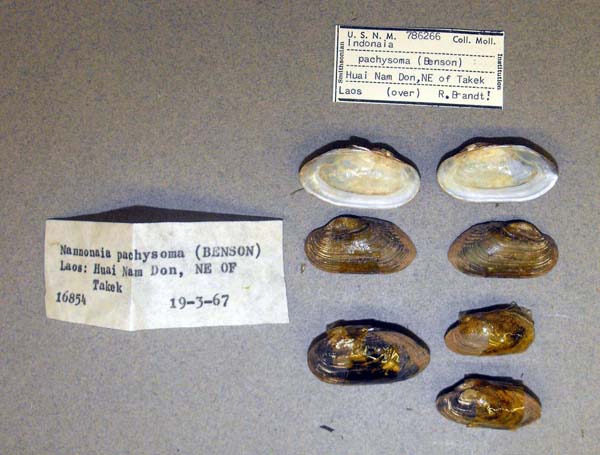 image of lot USNM_786266