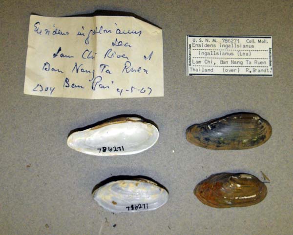 image of lot USNM_786271