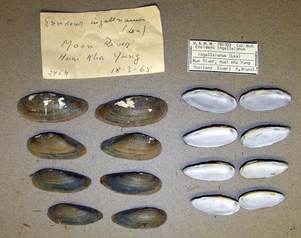 image of lot USNM_786309