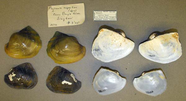 image of lot USNM_786312