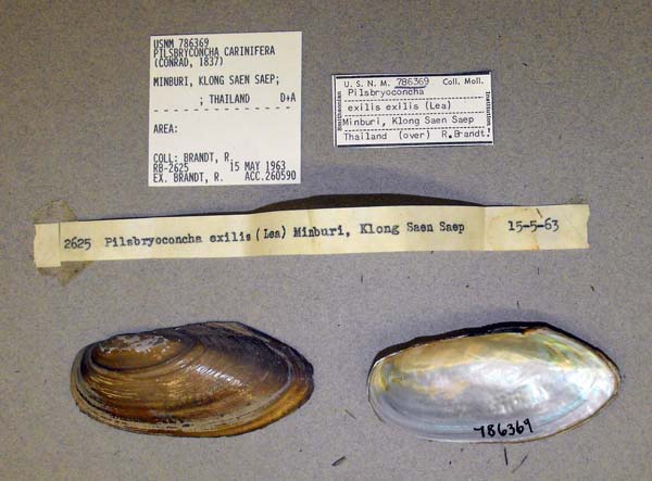 image of lot USNM_786369