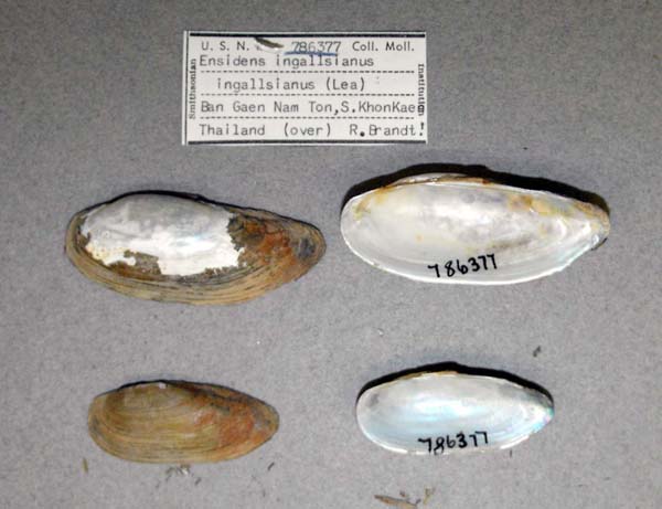 image of lot USNM_786377