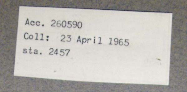 image of lot USNM_786377