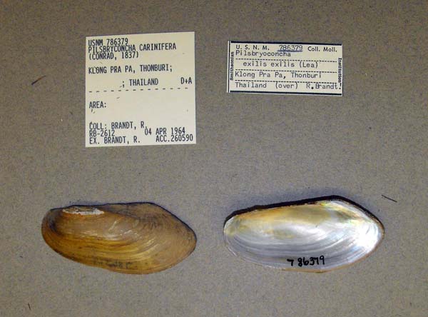 image of lot USNM_786379