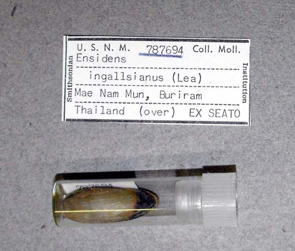 image of lot USNM_787694