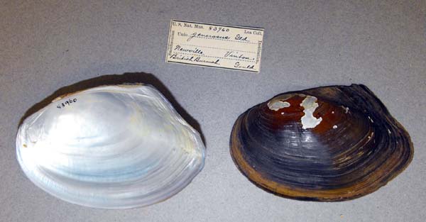 image of lot USNM_83960