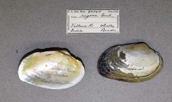 image of lot USNM_84064