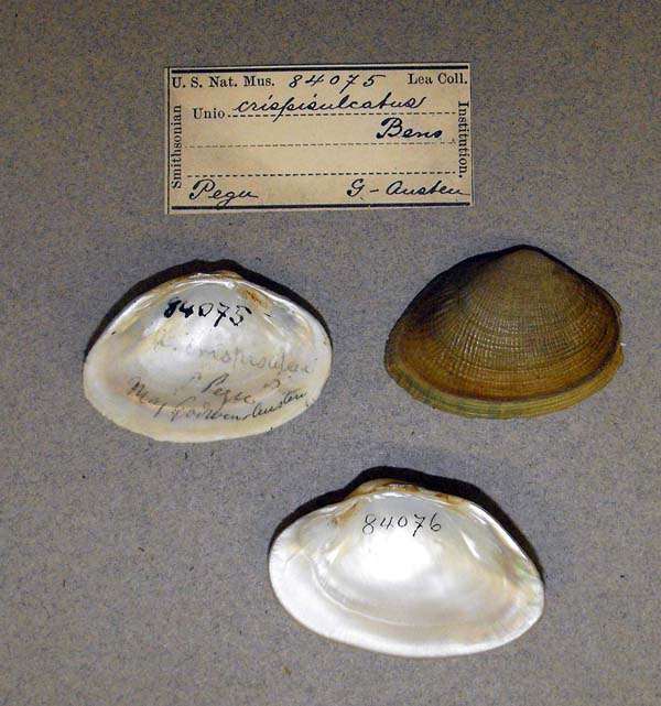 image of lot USNM_84075