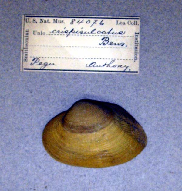 image of lot USNM_84076