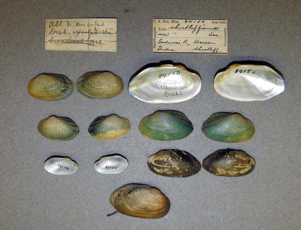 image of lot USNM_84150