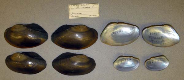 image of lot USNM_85174