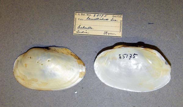 image of lot USNM_85175