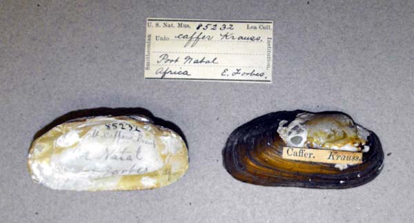 image of lot USNM_85232