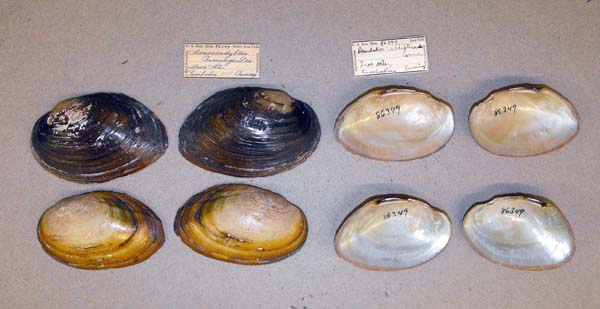 image of lot USNM_86349