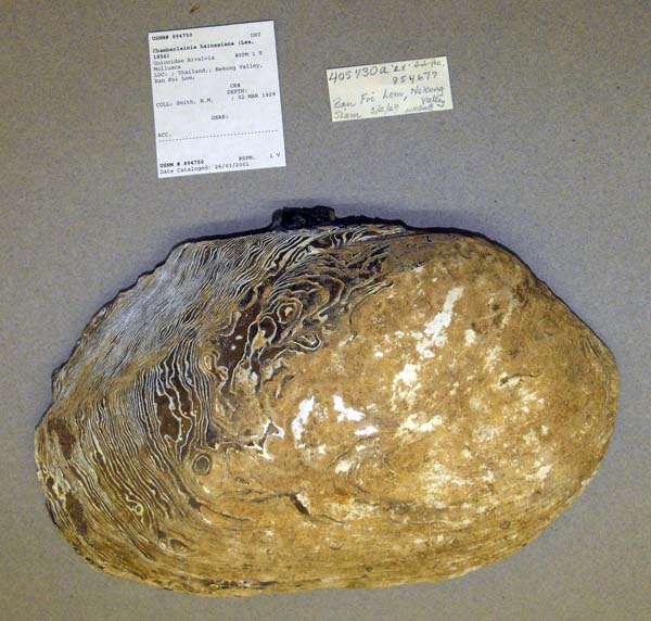 image of lot USNM_894750