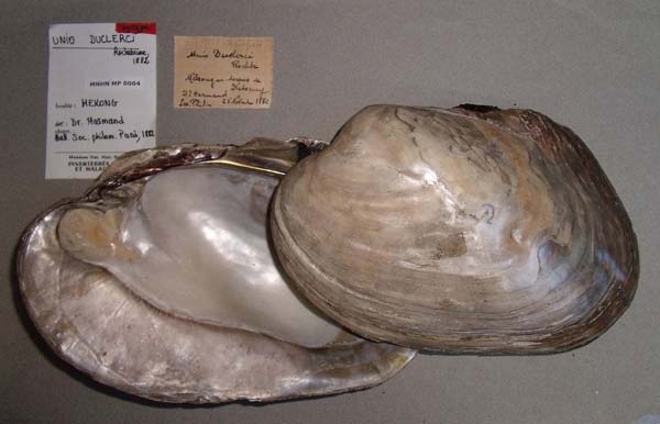 image of lot MNHN_MP_0004