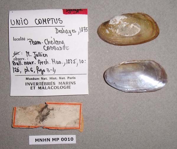 specimen