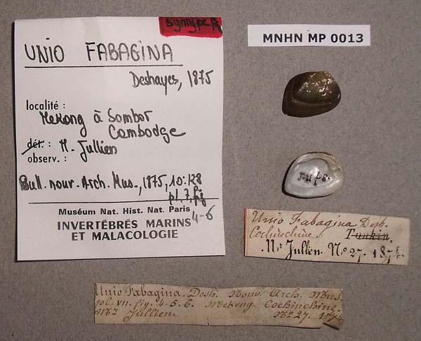 specimen