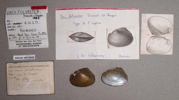 image of lot MNHN_IM-2000-1701