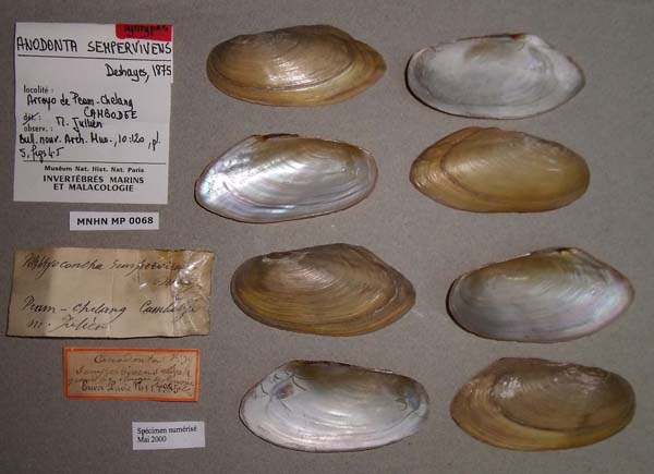 image of lot MNHN_IM-2000-1781