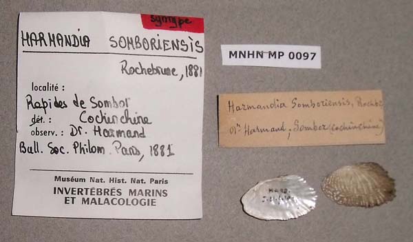 image of lot MNHN_IM-2000-1789