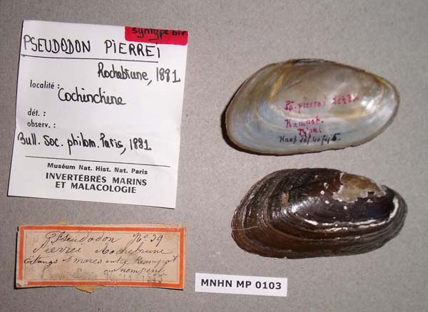 specimen