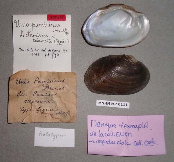 specimen