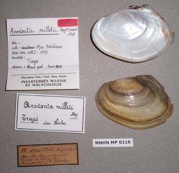 specimen
