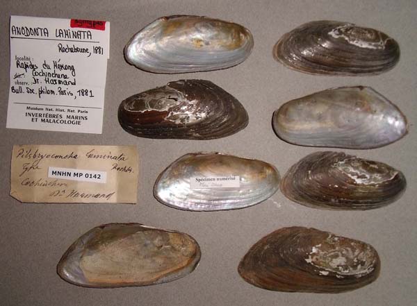 image of lot MNHN_MP_0142