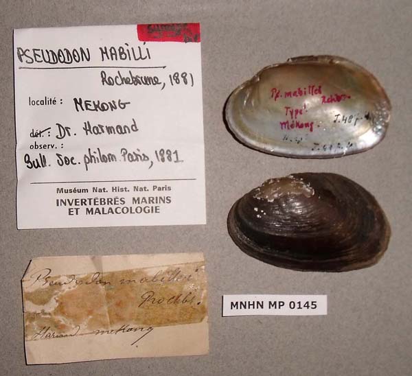 specimen