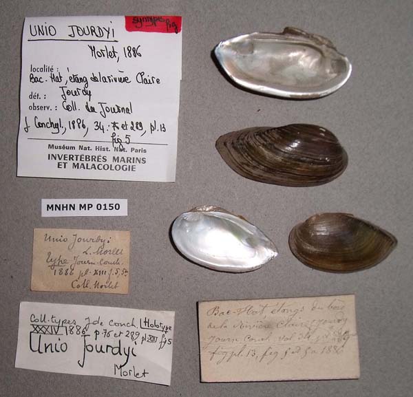 specimen