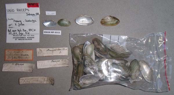 image of lot MNHN_IM-2000-1636