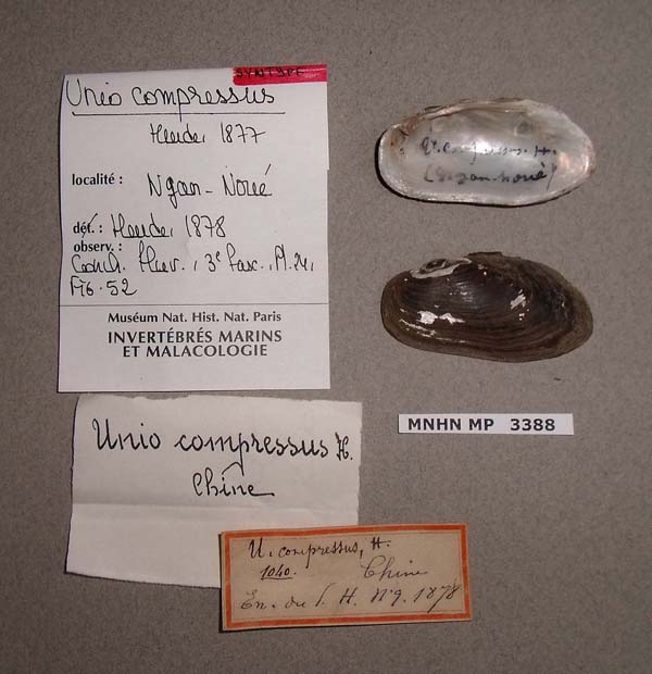 specimen