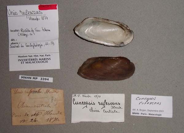 specimen