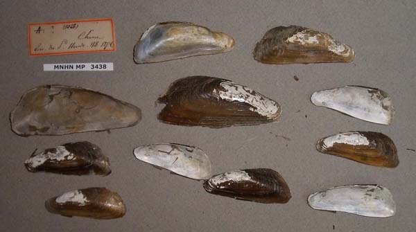 image of lot MNHN_MP_3438