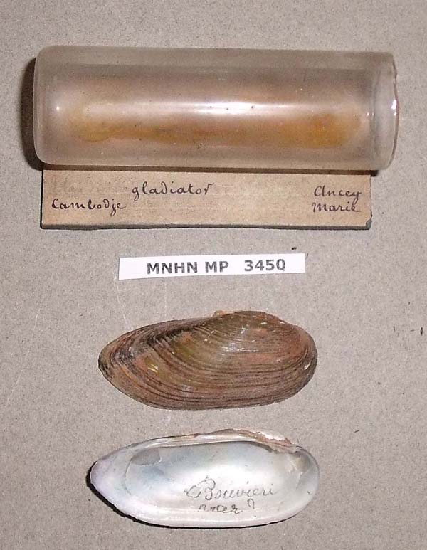 image of lot MNHN_MP_3450