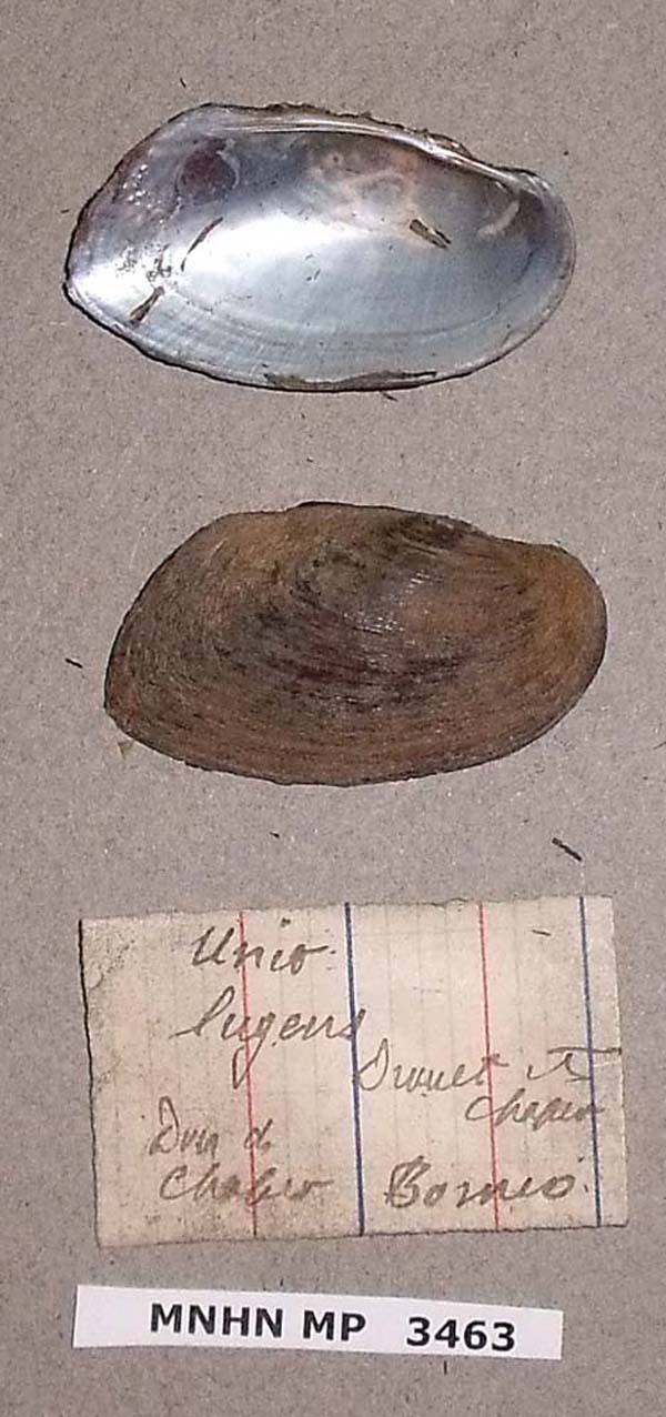 image of lot MNHN_MP_3463