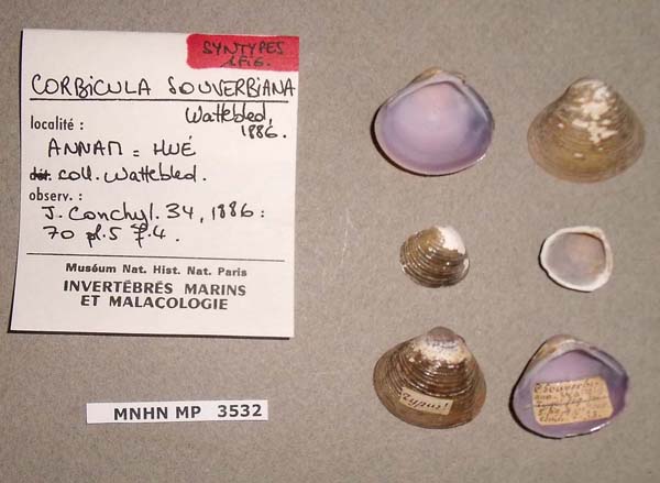 image of lot MNHN_MP_3532