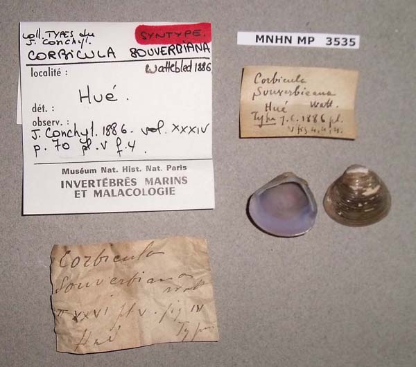 image of lot MNHN_MP_3535