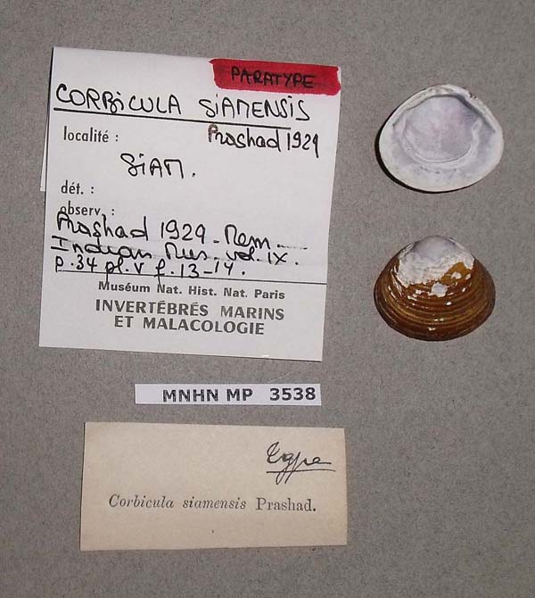 image of lot MNHN_MP_3538