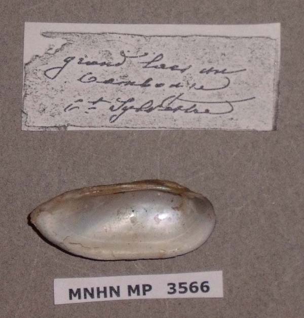 image of lot MNHN_MP_3566