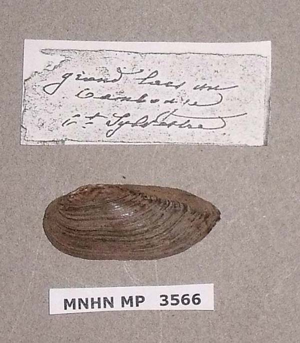 image of lot MNHN_MP_3566