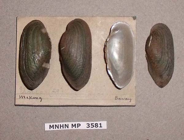 image of lot MNHN_MP_3581