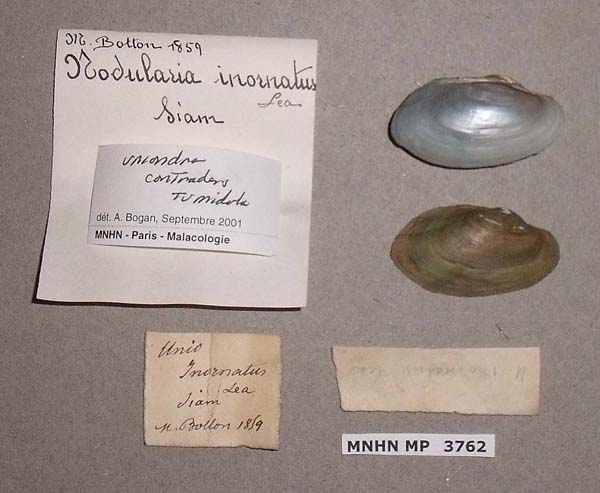 image of lot MNHN_MP_3762