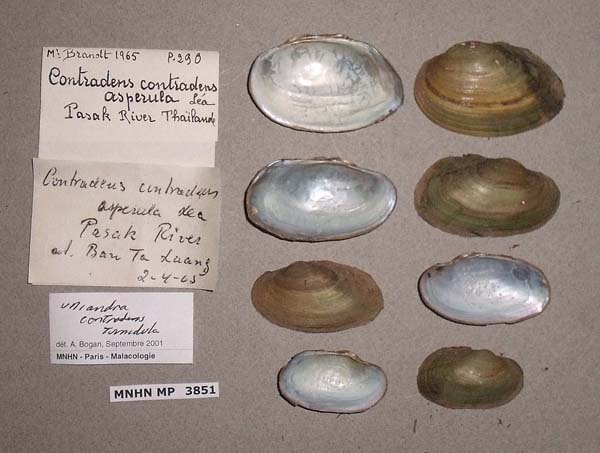 image of lot MNHN_MP_3851