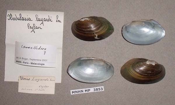 image of lot MNHN_MP_3853